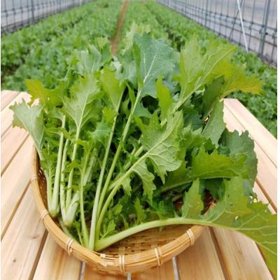 ふるさと納税 七尾市 能登のま菜茶　能登野菜「中島菜」入り緑茶　500ml×24本入り |  | 02