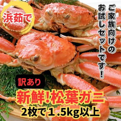ふるさと納税 岩美町 鳥取網代港【訳あり】浜茹で!極上松葉ガニ1.5kgセット【さかなや新鮮組】