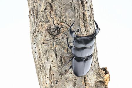 サステナブル オオクワガタ オス メス 成虫ペアセット　クワガタ 成虫 ペア セット 生体 日本国産 国産 虫 昆虫 生き物 生物 子供 趣味 男の子 ペット 育成 観察 学習 自由研究 京都府 南丹