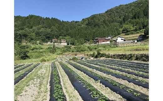 三好市池田町野呂内地区。山間部の高冷地の寒暖差が美味しいサツマイモを生み出します。