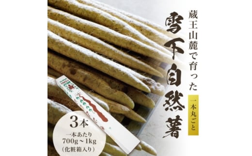 蔵王の雪下自然薯 3本＜1本あたり700g～1kg＞箱入り・贈答利用可能・とろろもオススメ・処理済み【1674212】