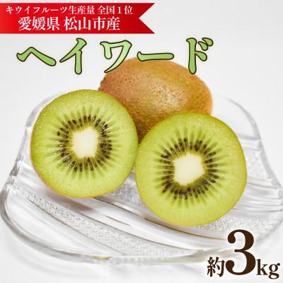 ふるさと納税 松山市 キウイフルーツ ヘイワード 約3kg 産地直送