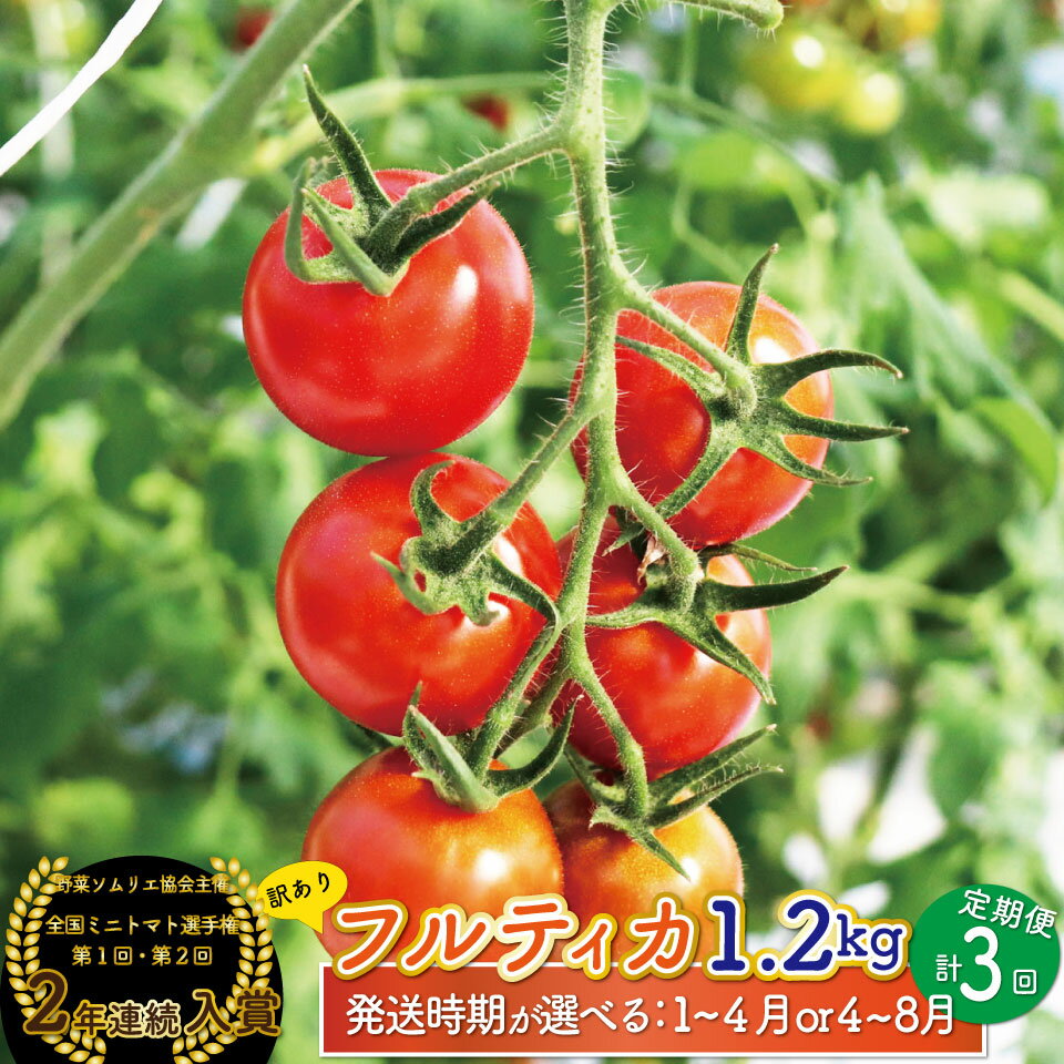 【ふるさと納税】フルティカトマト ＜約1.2kg×3回 定期便 訳あり 発送時期が選べる＞【常温】フルーツトマト 送料無料 規格外品 アイメック 第1回全国ミニトマト選手権入賞 高知県 ましまファーム 【1月～4月/4月～8月頃発送】＜2027年順次発送＞ *予約受付中*