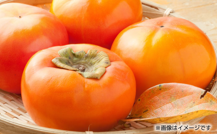 【先行予約】【数量限定】太秋 柿 約2kg【くまふる】 [ZBG015]