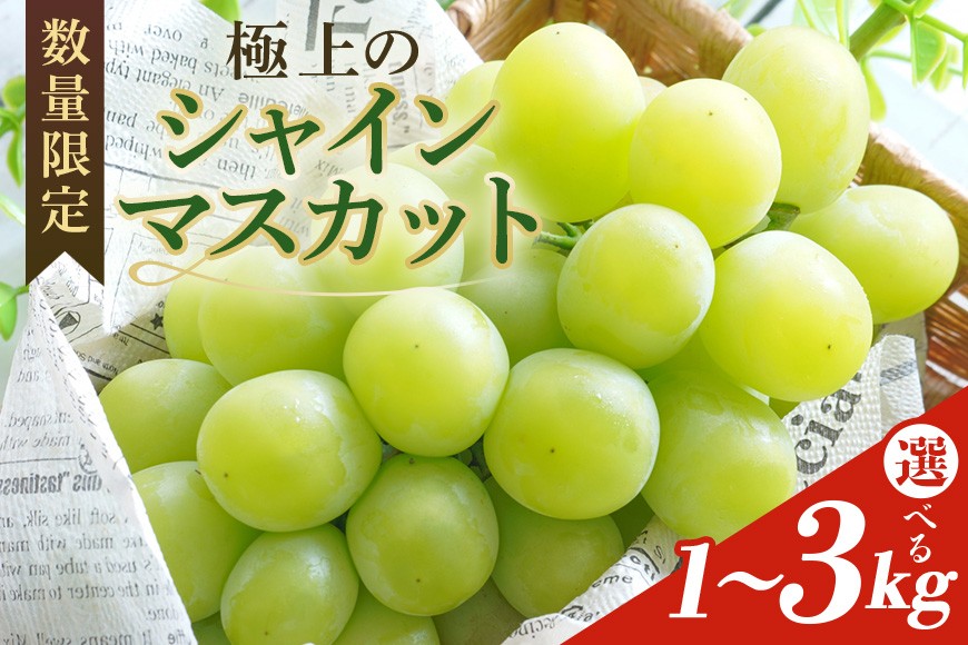
            【数量限定】 シャインマスカット 数量限定 選べる内容量 1kg 2kg 3kg 農園直送 期間限定 果物 フルーツ マスカット ブドウ 葡萄 ぶどう 冷蔵 国産 小美玉市 【2025年8月下旬以降発送】 70-SKU-B
          