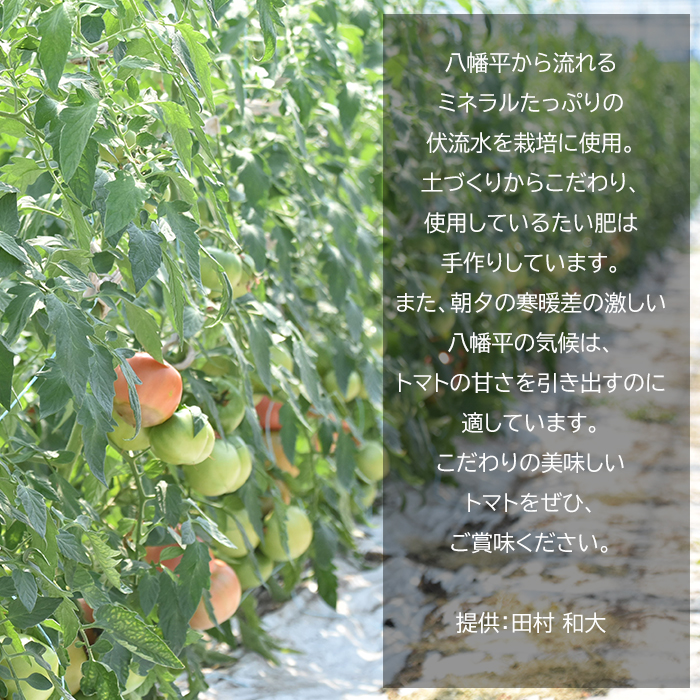 【岩手県産】こだわり大玉トマト 約2kg ／ 【田村和大】 とまと 大玉とまと 新鮮 夏野菜 旬 期間限定 季節限定 野菜 お野菜 八幡平市産 産地直送 農家直送 国産