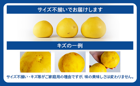 訳あり 土佐文旦 家庭用 約10kg - 果物 フルーツ 柑橘 高知県産 文旦 ぶんたん ブンタン 数量限定 期間限定 季節限定 『2024年1月下旬より順次配送』 ku-0023