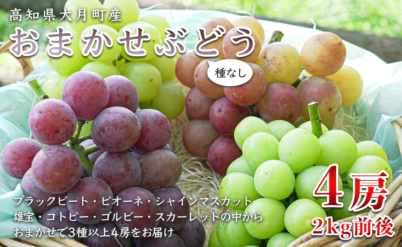 
                  【2026年8･9月発送】ぶどう 種なし おまかせ 4房 (2kg) シャインマスカット ブドウ 葡萄 グレープ 豪華 厳選 数量限定 期間限定 先行予約 冷蔵 果物 くだもの フルーツ ギフト 贈答 おすすめ 人気 新鮮 松田ぶどう園 高知 大月町
                