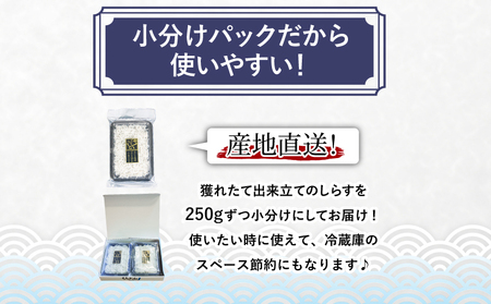 釜揚げ しらす 500g 冷蔵 国産 徳島県産 和田島産 とれたて 新鮮 産地直送 発送 小分け 250g 2袋 セット 和田島しらす ちりめん 魚介類 魚 小魚 【北海道、東北、沖縄、離島配送不可】