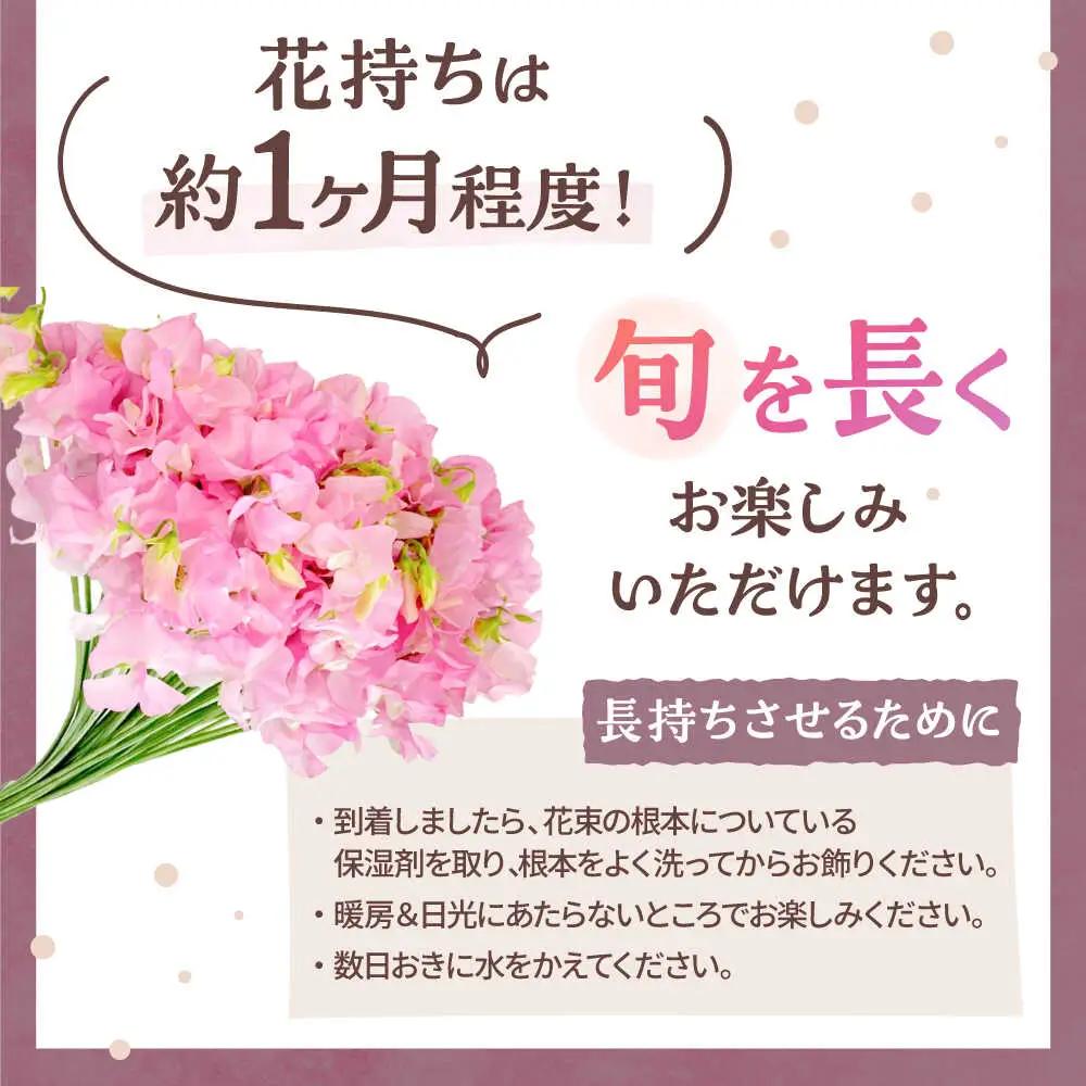 【先行予約 2026年12月～発送】スイートピー 花束 50本（ピンク） / 生花 [IBW002]