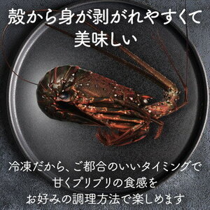 活〆 冷凍 伊勢海老 (刺身用)  約250g/1尾入り 【 伊勢海老 エビ 】