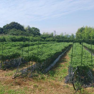 ふるさと納税 熊野市 【テレビで紹介されました】熊野唐辛子ギフト2(一味唐辛子プリッキーヌ×2本と生唐辛子のセット) |  | 02