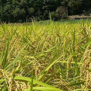 【12ヵ月定期便】兵庫県佐用町産 お米 5kg×12ヵ月 (計60kg)  精米 てんこもり