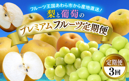 【先行予約】《定期便3回》梨 葡萄 プレミアム フルーツ定期便 朝採り（幸水梨 シャインマスカット 新興梨）樹上で完熟させた大玉 大粒 お届け！ ※2026年8月中旬頃より順次発送 [aw070-d001]