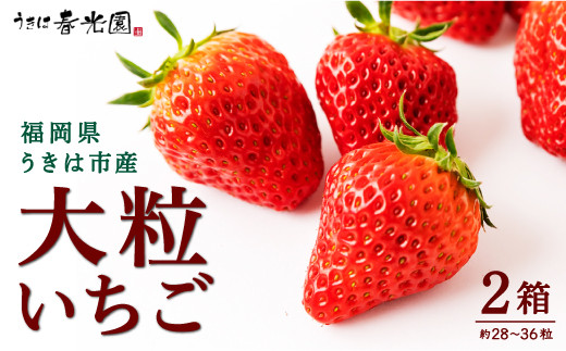 
            【選べる配送月】春光園 大粒いちご おたのしみBOX 2箱 【2025年12月～2026年4月発送予定】 苺 いちご イチゴ 大粒 果物 くだもの 果実 フルーツ スイーツ デザート 食品 あまおう 紅ほっぺ かおりの 恋みのり あきひめ おたのしみボックス お楽しみ セット 九州 福岡県 うきは市 冷蔵
          