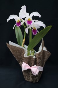 先行受付 おまかせ洋蘭 中輪カトレア 父の日ギフト 父の日花 父の日洋蘭