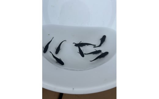 
                  メダカ オロチ ５匹 （２ペア＋１匹） 死着保証 ／ aju succulent 観賞魚 淡水魚 魚 ペット 生き物 奈良県 葛城市【ajus007】
                