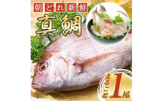 タイ 鯛 1匹 伊勢志摩産 真鯛 まだい たい tai 新鮮 魚 魚介 海鮮 海産物 海 特産品 海の幸 真空チルド 刺し身 塩焼き 煮付け 丸焼き 尾頭付き ムニエル アクアパッツァ 産地直送 国産 冷蔵 三重県 南伊勢 伊勢 志摩 城水産 朝どれ 内蔵処理済み 8000円 8千円