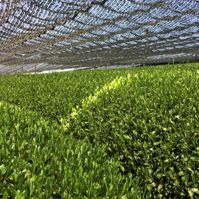 ふるさと納税 宇治田原町 宇治・有機抹茶　30g缶入×3缶 |  | 02