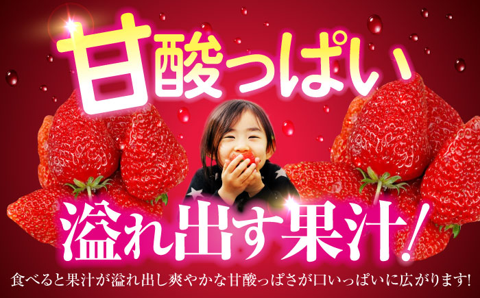 【先行予約】【2026年1月上旬〜から順次発送】自分へのご褒美に！大洲の厳選高級いちご「食べる宝石 紅ほっぺ　24粒×2箱」愛媛県大洲市/有限会社西山青果　フルーツ 果物 苺 いちご イチゴ　大容量 