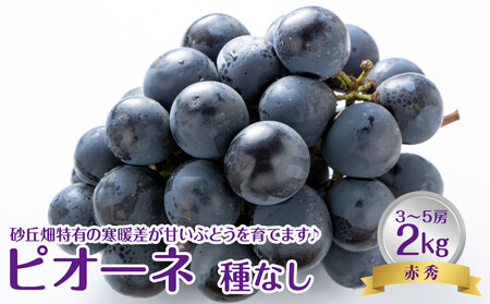 【先行予約】【ＪＡ】 ピオーネ （種なし） 赤秀2kg箱（3～5房入） ※着日指定不可　※離島への配送不可　※2026年8月初旬頃～8月下旬頃に順次発送予定   | ぶどう ピオーネ