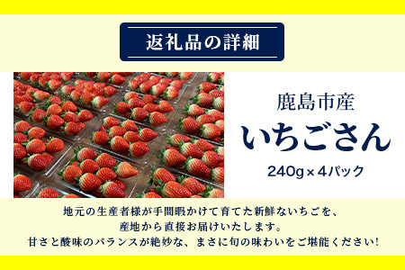 いちごさん 240g×4P★先行予約★【生産者直送】ふるさと納税 いちご イチゴ 苺 果物 フルーツ 旬 贈答用 お取り寄せ ギフト ふるさと 人気 佐賀県 鹿島市 送料無料 【2026年2月頃～4月