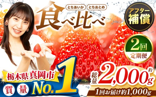 【先行予約】【定期便2回】いちご とちおとめ・とちあいか 1000g 食べ比べ セット | 苺 イチゴ 甘い 人気 送料無料 栃木県 真岡市