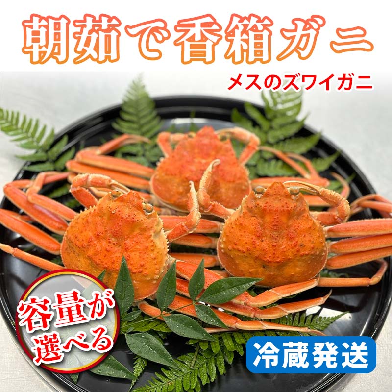 【ふるさと納税】＼容量が選べる／【先行予約】【冷蔵発送】朝茹で香箱ガニ メスのズワイガニ 姿2～10杯 2024年11月上旬以降発送 朝茹で カニ かに 蟹 姿 香箱蟹 香箱がに こうばこがに 茹で ボイル ギフト グルメ 海の幸 海産物 食品 F6P-2168var