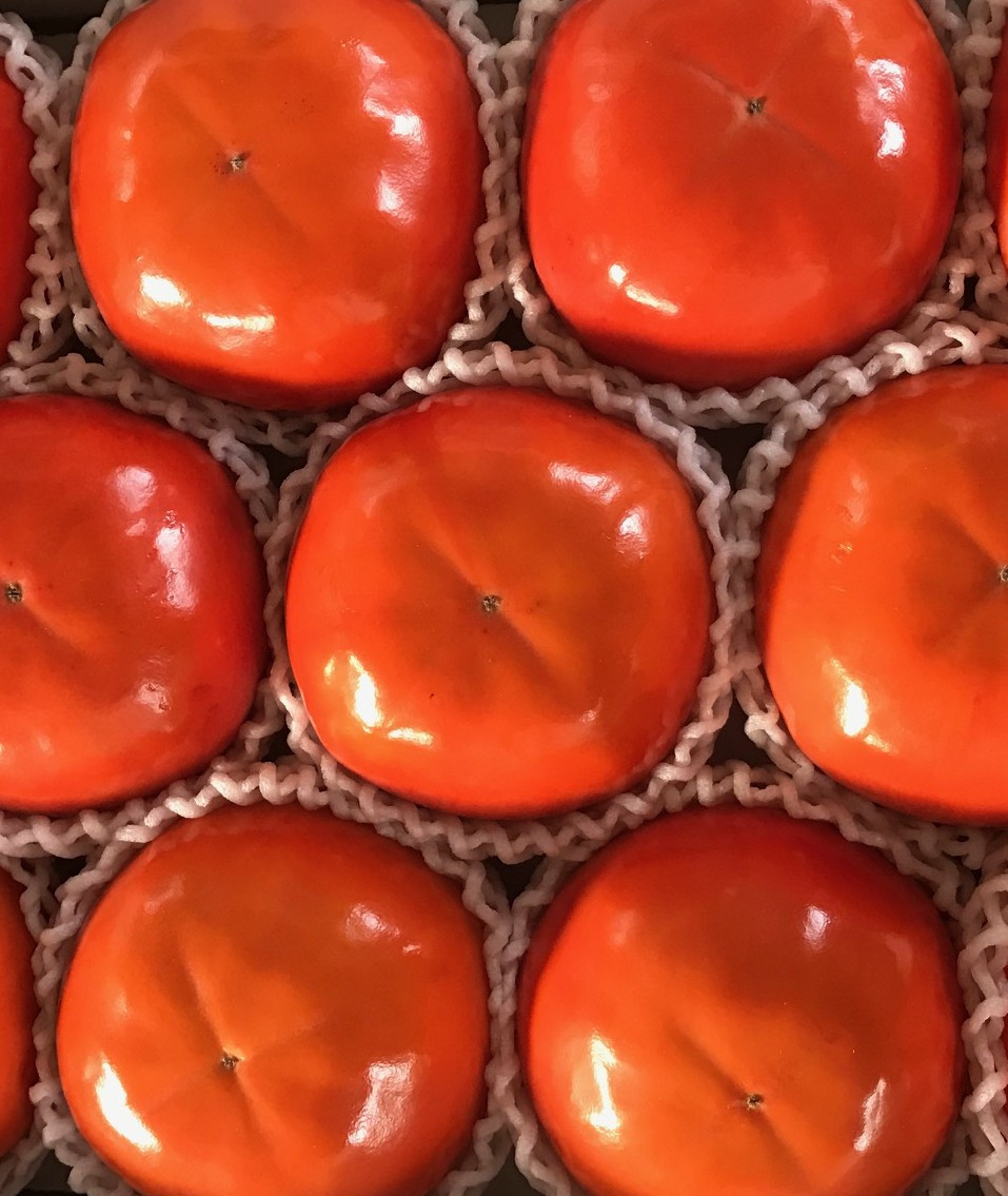 
            柿好き必見 幻の陽豊柿（ようほうがき） 約3kg 【2026年11月中旬～11月下旬発送予定】/ 和歌山県 かつらぎ町 柿 カキ 希少 陽豊柿 幻の柿 甘い ジューシー さらさらした果肉【A086-frks032】
          