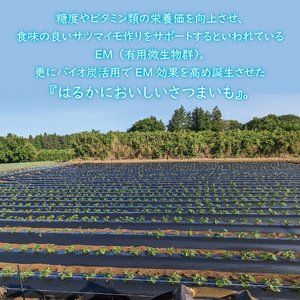 【2026年1月上旬より順次発送】★訳あり★無選別「はるかにおいしいさつまいも」EMそだち紅はるか 約5kg｜さつまいも 芋 サツマイモ 紅はるか 訳あり わけあり ワケアリ 先行予約 EM 栄養 焼