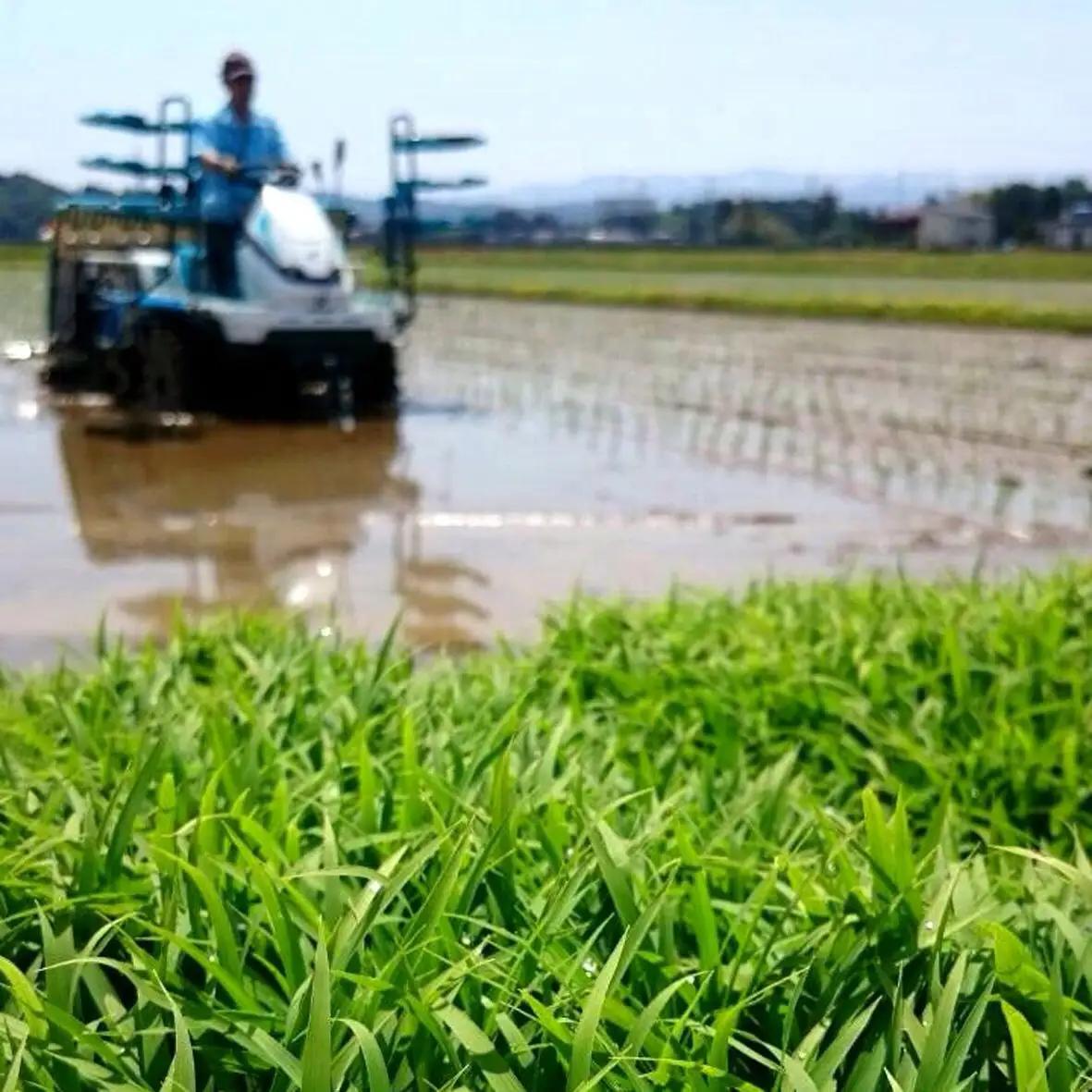 【令和8年産新米】 新潟県産「新之助」 白米 5kg 阿賀野市産 中島農場 精米 新潟県 米 こめ コメ お米 ごはん ご飯 農家直送 色彩選別済 新米 新米予約 令和8年産 9月下旬より順次発送 3