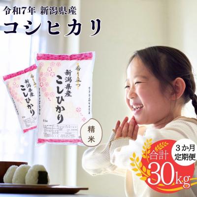 ふるさと納税 三条市 [定期便] 新潟県産コシヒカリ 10kg 3か月 精米 令和7年産 白熊【038S004】