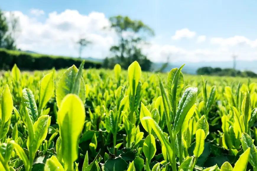 お茶 緑茶 茶葉 そのぎ茶 「澄」「晴」 100g 2本