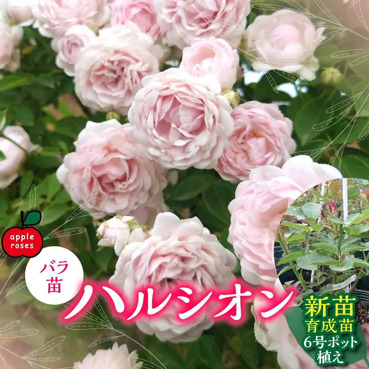 【Apple Roses】バラ苗『ハルシオン』新苗育成苗6号ポット植え HNNH042