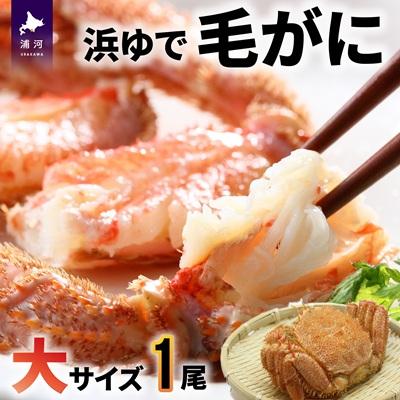 ふるさと納税 浦河町 【今が旬!】漁協の浜ゆで毛がに 大サイズ1尾※日付指定対応不可※[02-346]