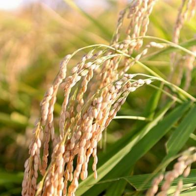 ふるさと納税 三条市 先行受付 新潟県産コシヒカリ従来品種10kg 食味検査で高評価[飯塚農園]【020S057】 |  | 03