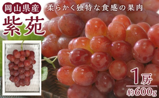 
                  ぶどう 2026年 紫苑 1房 約600g 岡山県産 お届け 11月上旬～11月下旬【葡萄 ぶどう 果物 フルーツ 新鮮 岡山県 岡山市 おすすめ 人気】
                