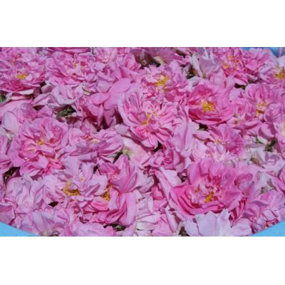 ふるさと納税 小諸市 【オーガニック化粧水】ダマスクローズウォーター2種(カザンリク・ビフェラ)200ml×2本セット |  | 02