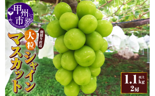 【朝採り直送】大粒シャインマスカット（種無し）1.1kg以上（3Lサイズ2房）【2025年発送】（AF）B18-411【シャインマスカット 葡萄 ぶどう ブドウ 令和7年発送 期間限定 山梨県産 甲州市 フルーツ 果物】