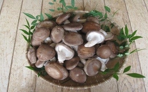 無農薬 無肥料 伊豆産 原木 栽培 生しいたけ 1kg　【椎茸 キノコ 肉厚 シイタケ 】　010-002
