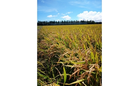 【令和5年産】北海道岩見沢産くすのきファームのたべくらべ玄米2種セット（ゆめぴりか・ななつぼし　各5Kg　計10Kg）【34142】