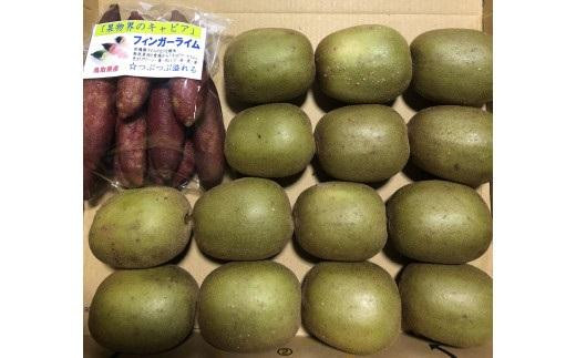 琴浦町産キウイ＆フィンガーライムセット【果物 くだもの フルーツ 新鮮 国産 人気 おすすめ 鳥取県 琴浦町 送料無料】