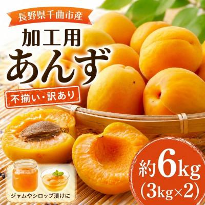 ふるさと納税 千曲市 【2027年先行予約】長野県千曲市産 加工用(訳あり)生あんず 約6kg(3kg×2)