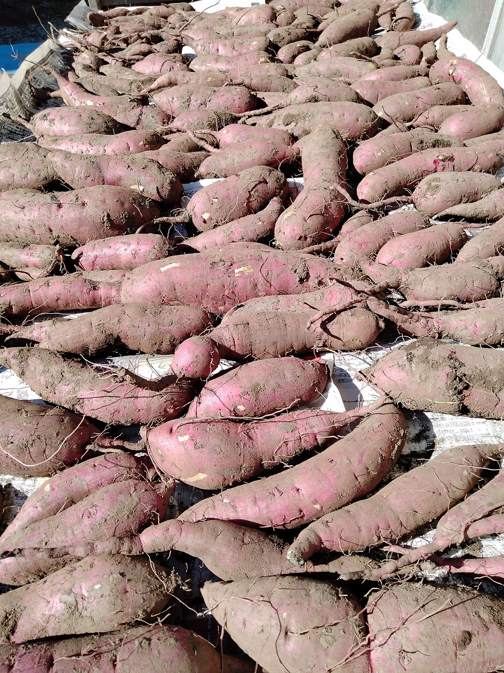 農薬・化学肥料不使用　温室効果ガス削減に貢献しながら、のどかな畑で大切に育てた　熟成　蜜芋　サツマイモ（紅はるか）４ｋｇ　S～LLサイズ混合  TFN-01