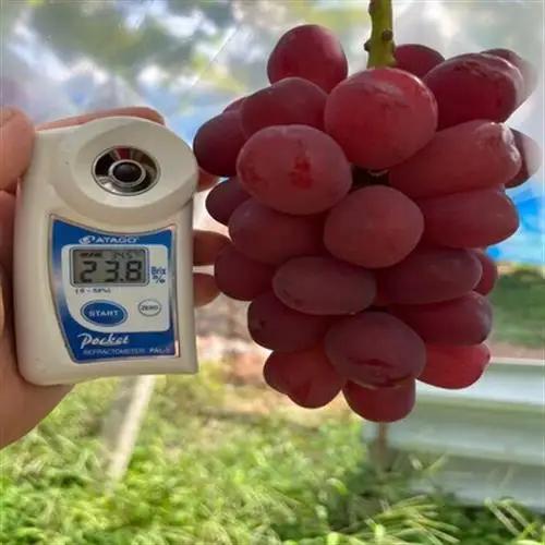 2027年発送先行受付【超希少なレア品種】ごく限られた生産者しか許されない贈答プレミアム富士の輝【配送不可地域：離島】【1495734】