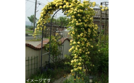 Green Garden　組立式　角パイプ製フラワーアーチ[クレメント：100幅]【092S003】