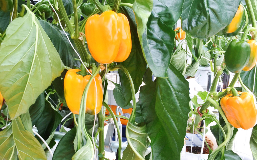 【隔月6回定期便】 大分県 九重町産 温泉パプリカ 計約30kg（約5kg×6回）