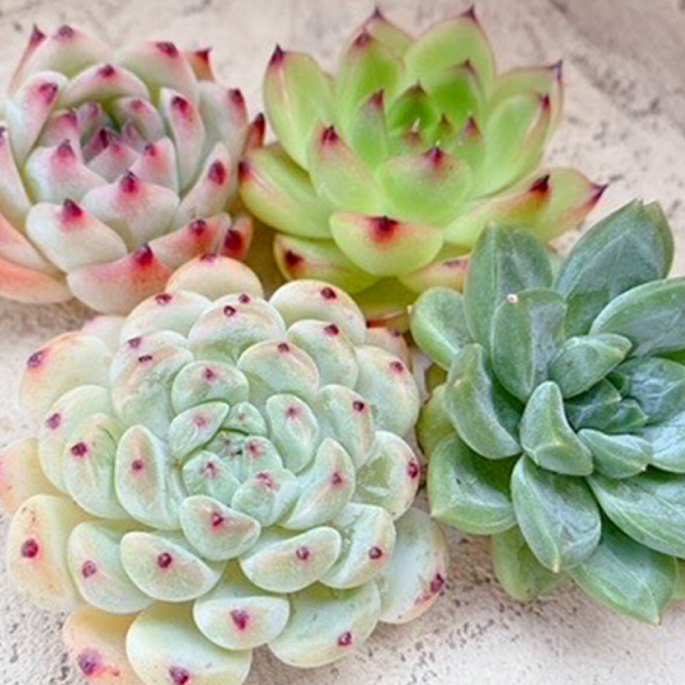 【ふるさと納税】多肉植物の詰め合わせ 【名札付き】 ＜選べる容量＞ 3～4株 / 5～7株 / 8～10株 セット 観葉植物 植物 多肉植物 詰合せ 寄せ植え ガーデニング かわいい おしゃれ お庭 植木 育てる