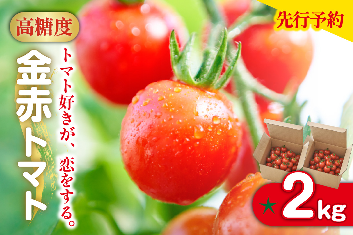 【先行予約】【2025年12月頃から順次発送】トマト好きが、恋をする。　2kg　金赤トマトミニ 野菜 新鮮野菜 夏野菜 旬野菜 生野菜 ミニトマト プチトマト フルーツ トマト 国産 味が濃い 濃厚 高糖度 甘い ビタミンC リコピン お弁当 サラダ マリネ 前菜 お取り寄せ 特産品 愛知県 常滑市
