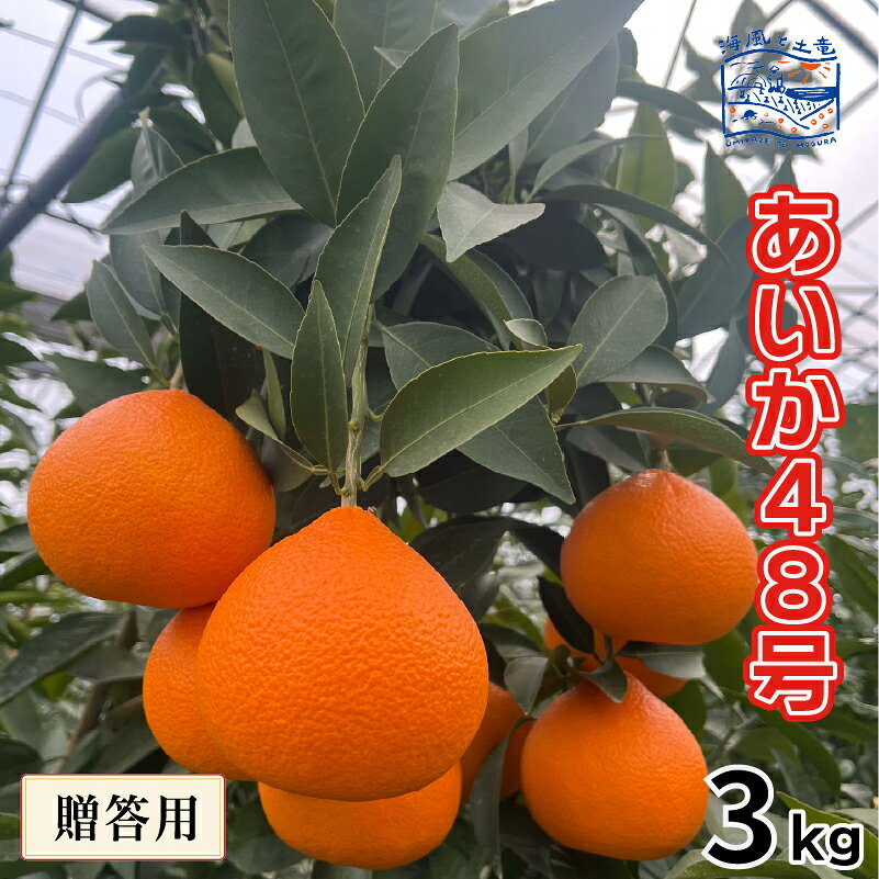 【ふるさと納税】 【2027年2月下旬頃から順次発送】贈答用 あいか48号 約3kg 紅プリンセス と同品種 ｜産地直送 国産 柑橘 愛果48号期間限定 数量限定 ご当地 愛媛県 松山市 OCファーム